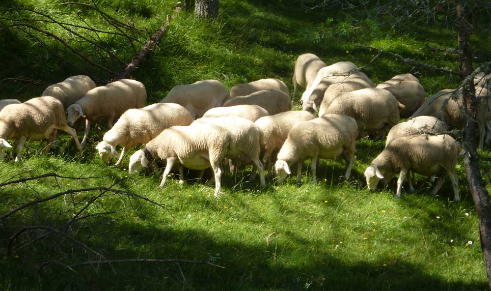 Sheep near Isaba