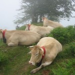 Cows near Logibar on the GR10