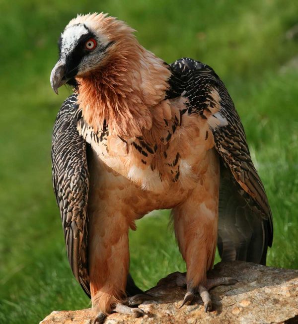 Quebrantaheusos (Spanish), bearded vulture, Lammergeyer vulture (English), Gypaète barbu (French)