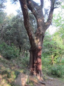 The bark of cork oaks was a major source of income in la Vajol