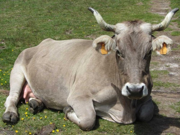 Pyrenean brown cow