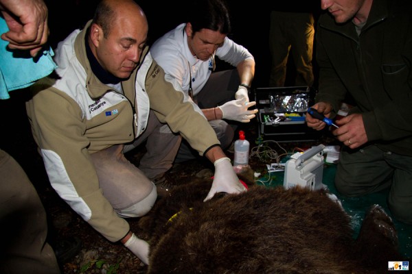 Taking blood samples of the new bear