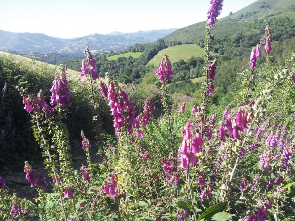 Day 4. Foxgloves in the Baztan valley on the southern slopes of the Pyrenees