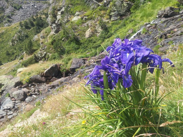 Day 41. Pyrenean iris.