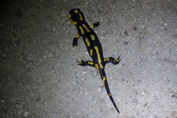 Day 55. Fire salamander on the track above Las Illas.