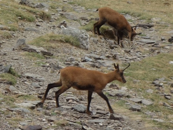 Isards (sarrios or rebecos in Spanish) near Ulldeter on the GR11 and HRP
